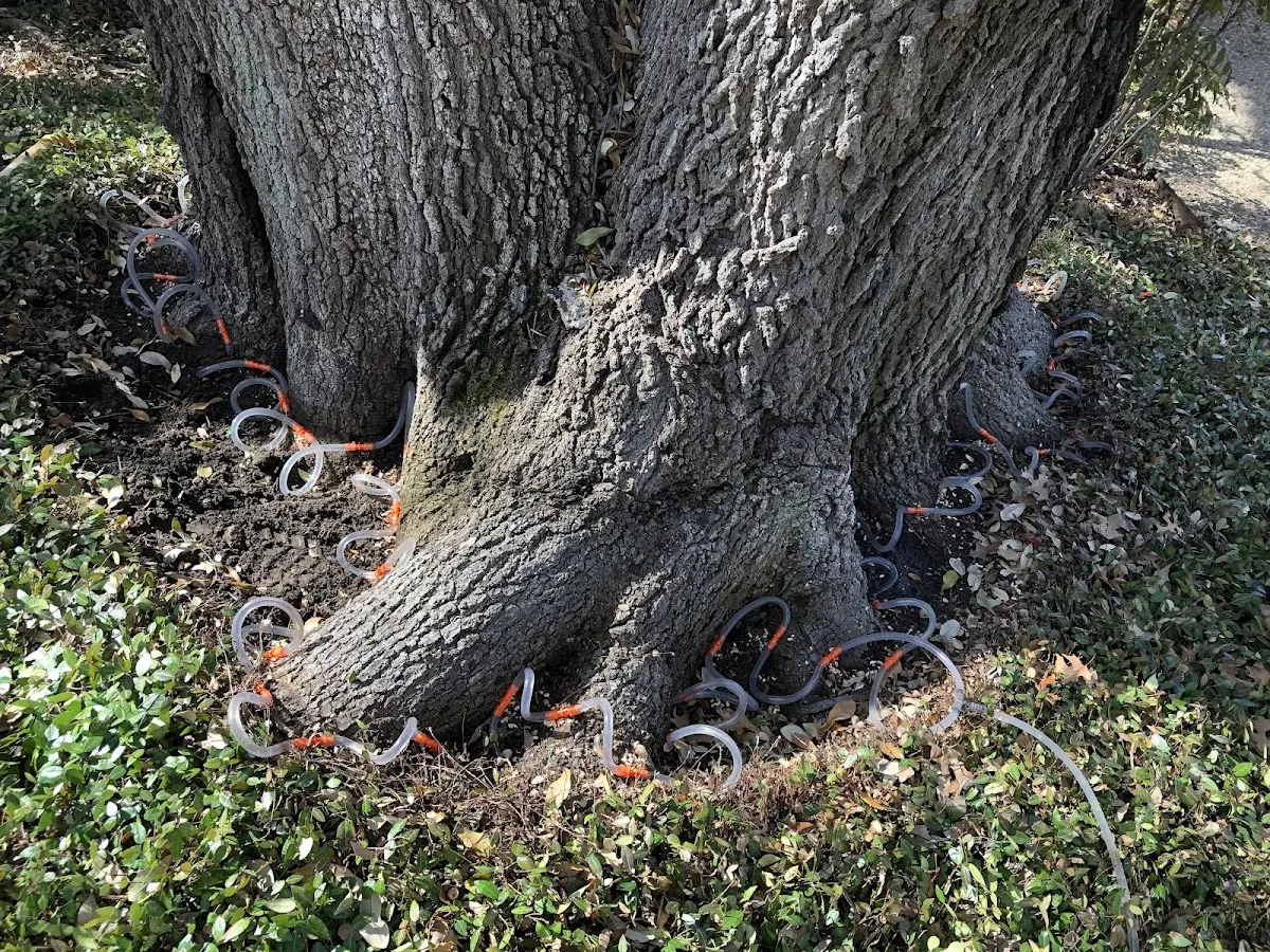 Detailed Tree Cabling and Bracing job site in Penns Creek