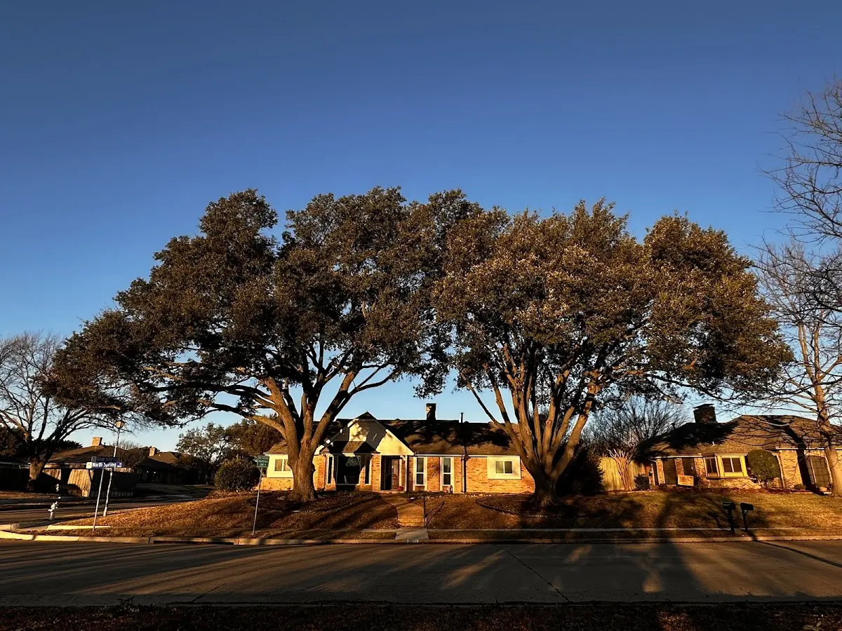 Established residential canopy tree shading a home in Penns Creek